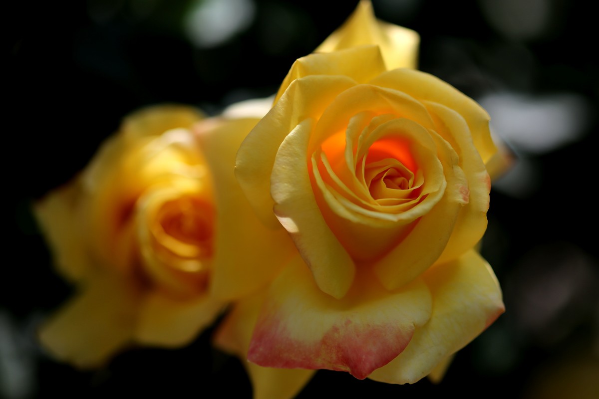 陶然盛开月季花