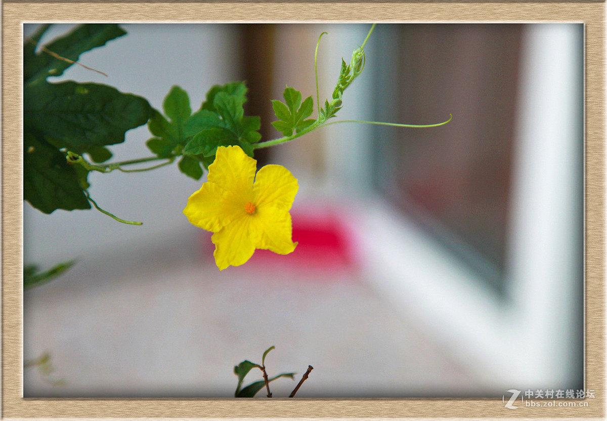 苦瓜花儿甜又美