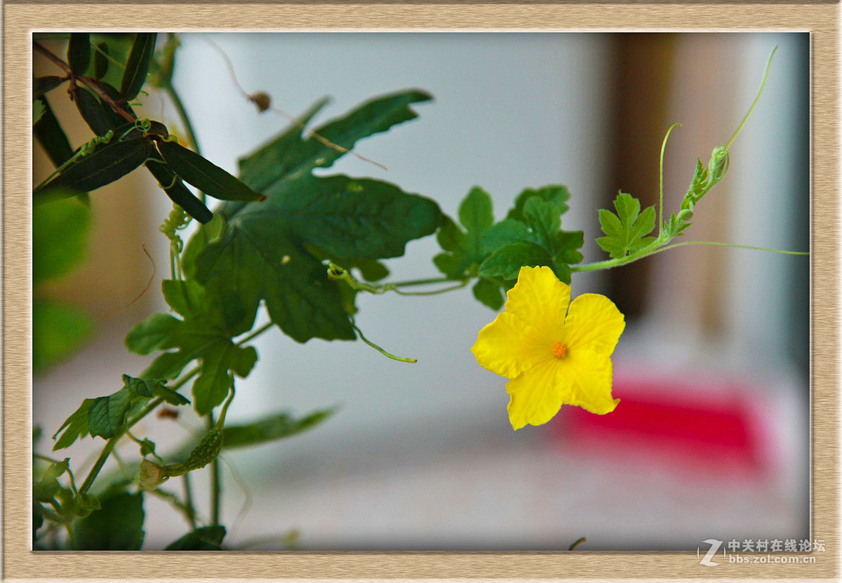 苦瓜花儿甜又美