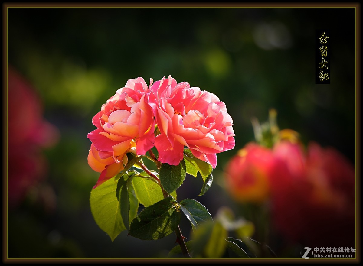 月季花～金背大红〔二〕