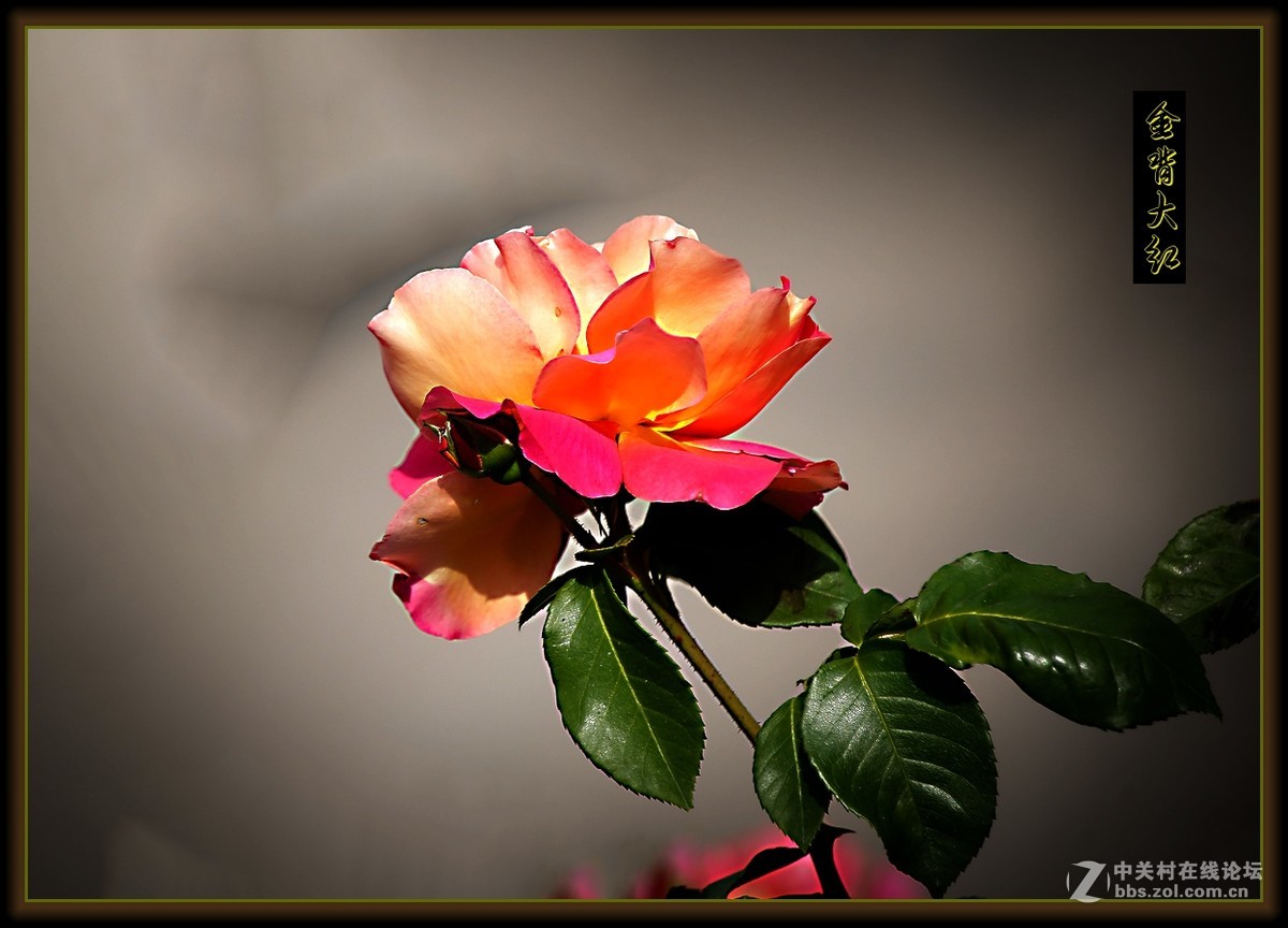 月季花～金背大红〔二〕