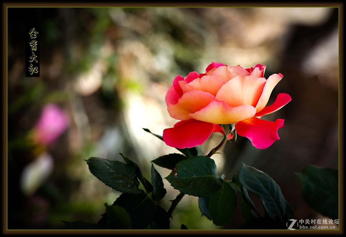 月季花～金背大红〔二〕