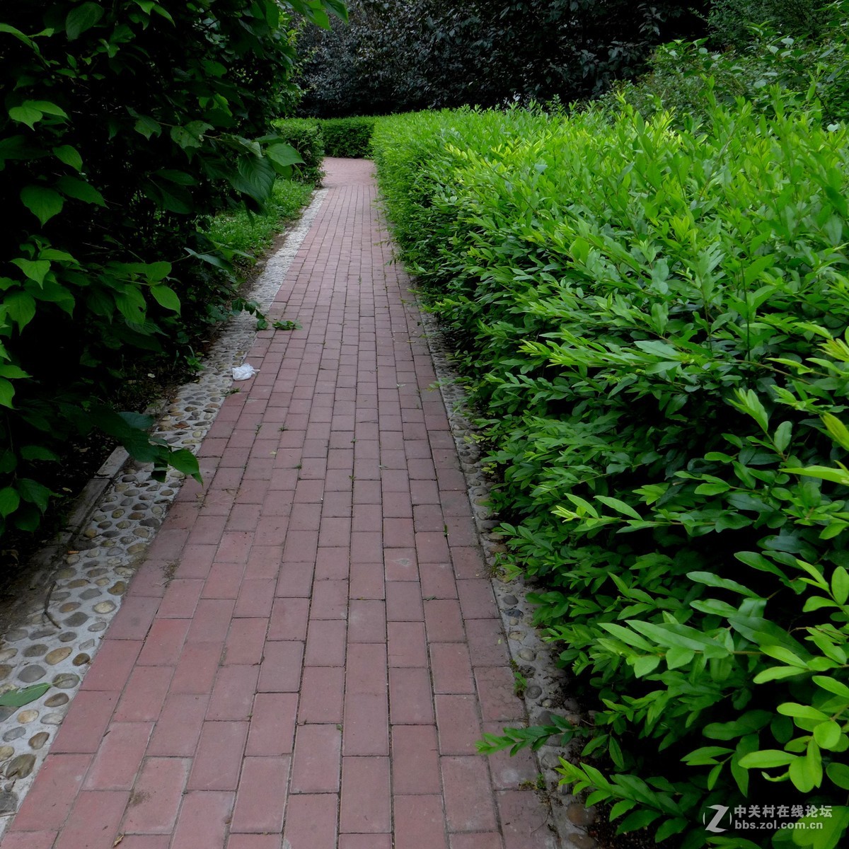 散步随拍48（小径小景），请多多指教。