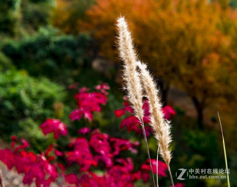 渔洞水库，秋色宜人，霜天红叶；文明用语能与昭阳“八景”之一的“洒渔烟柳”争相媲美