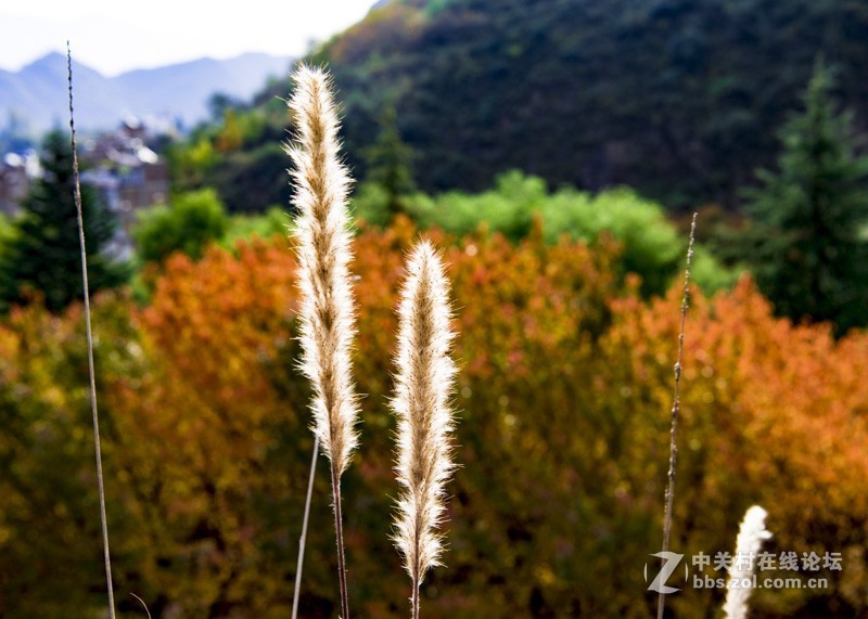 渔洞水库，秋色宜人，霜天红叶；文明用语能与昭阳“八景”之一的“洒渔烟柳”争相媲美