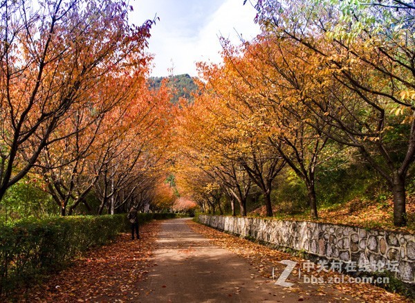 渔洞水库，秋色宜人，霜天红叶；文明用语能与昭阳“八景”之一的“洒渔烟柳”争相媲美