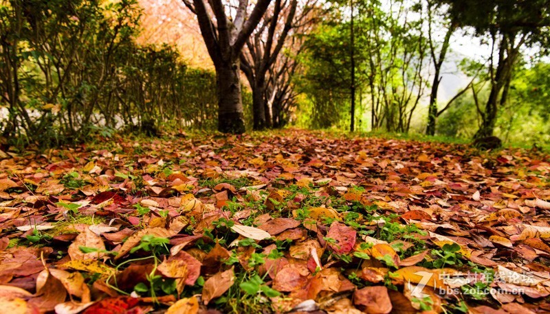 渔洞水库，秋色宜人，霜天红叶；文明用语能与昭阳“八景”之一的“洒渔烟柳”争相媲美