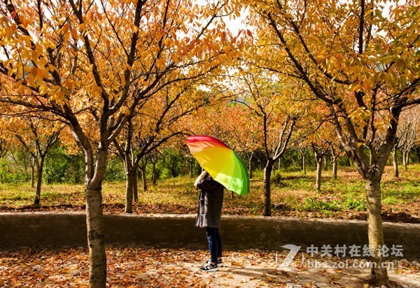 渔洞水库，秋色宜人，霜天红叶；文明用语能与昭阳“八景”之一的“洒渔烟柳”争相媲美