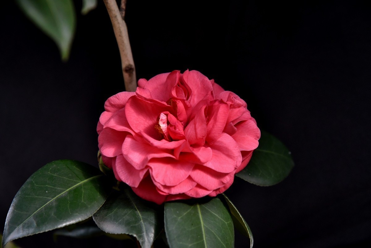 南宁市第七届茶花文化展1红色山茶花