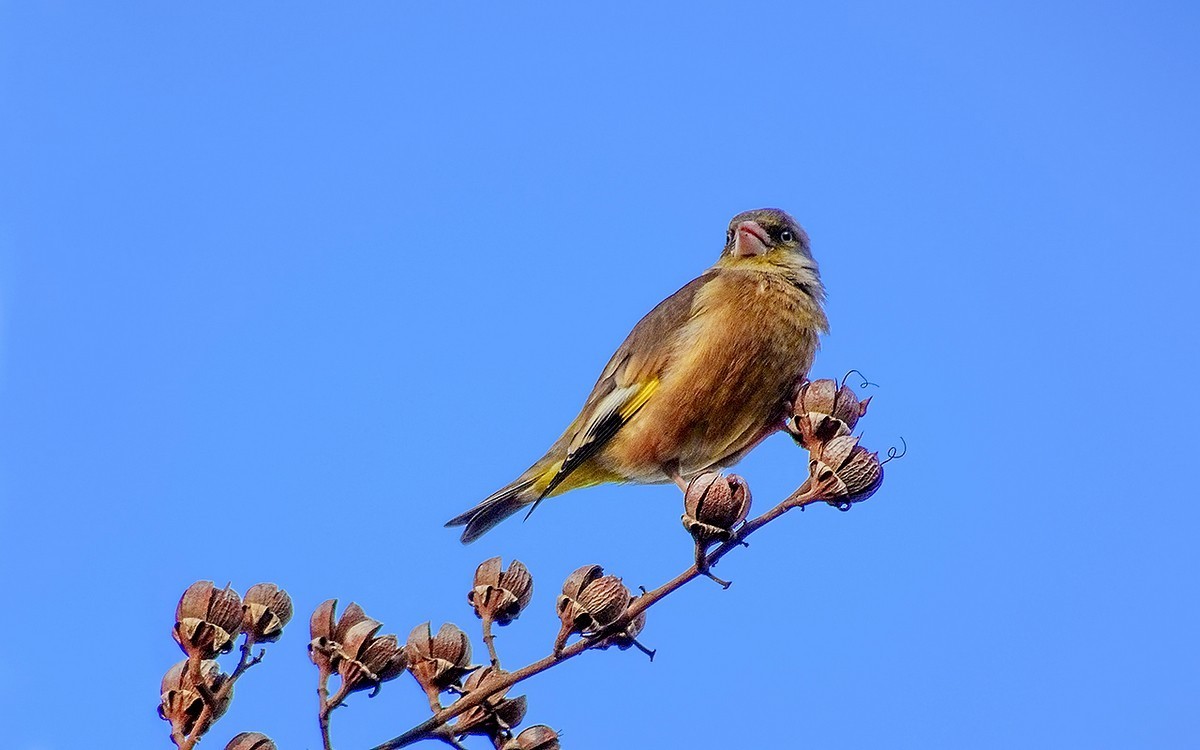 2018年打鳥6金翅迎春