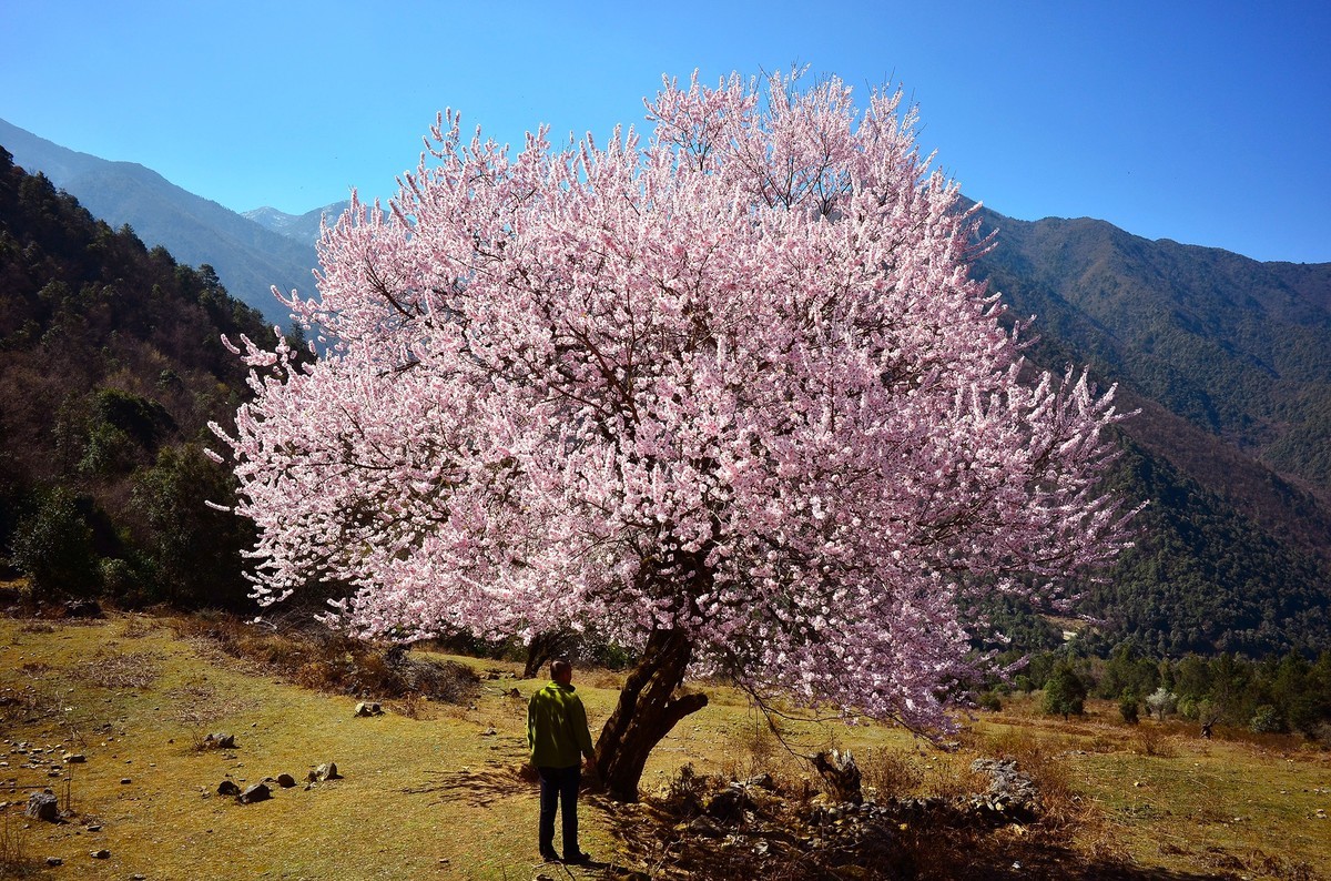一树桃花一树景