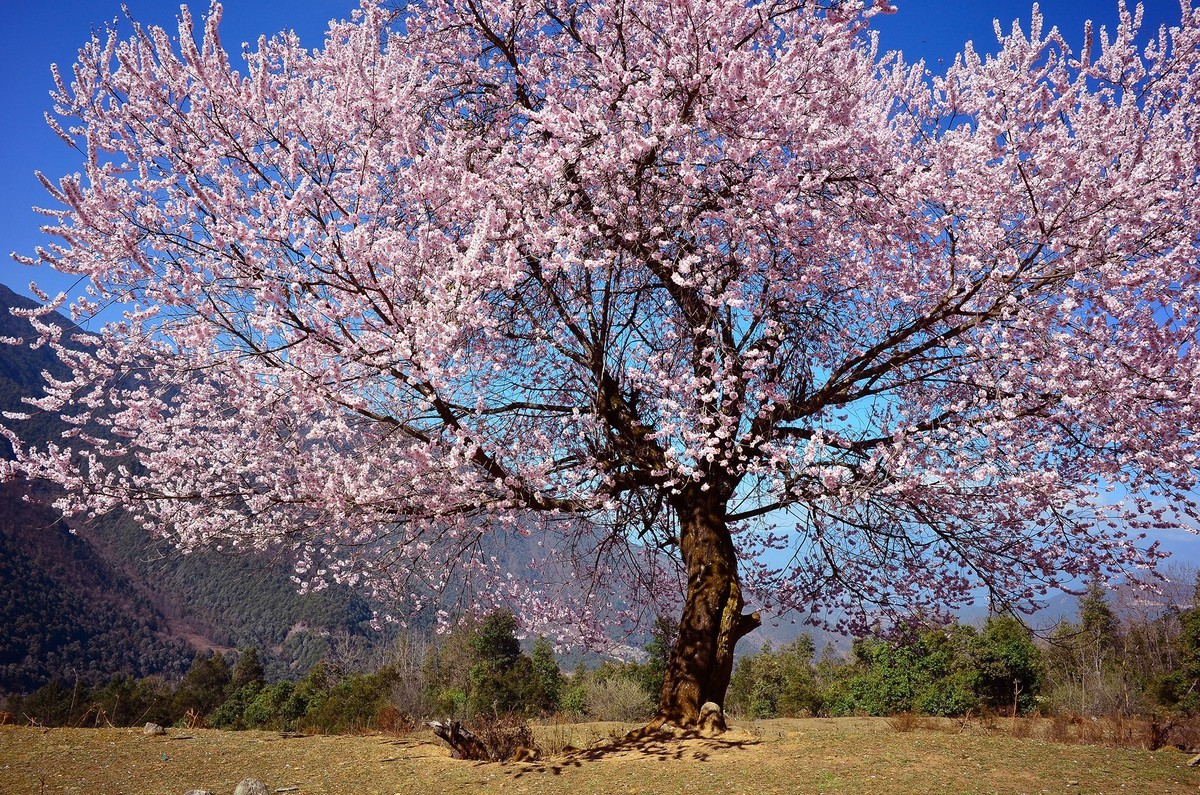 一树桃花一树景