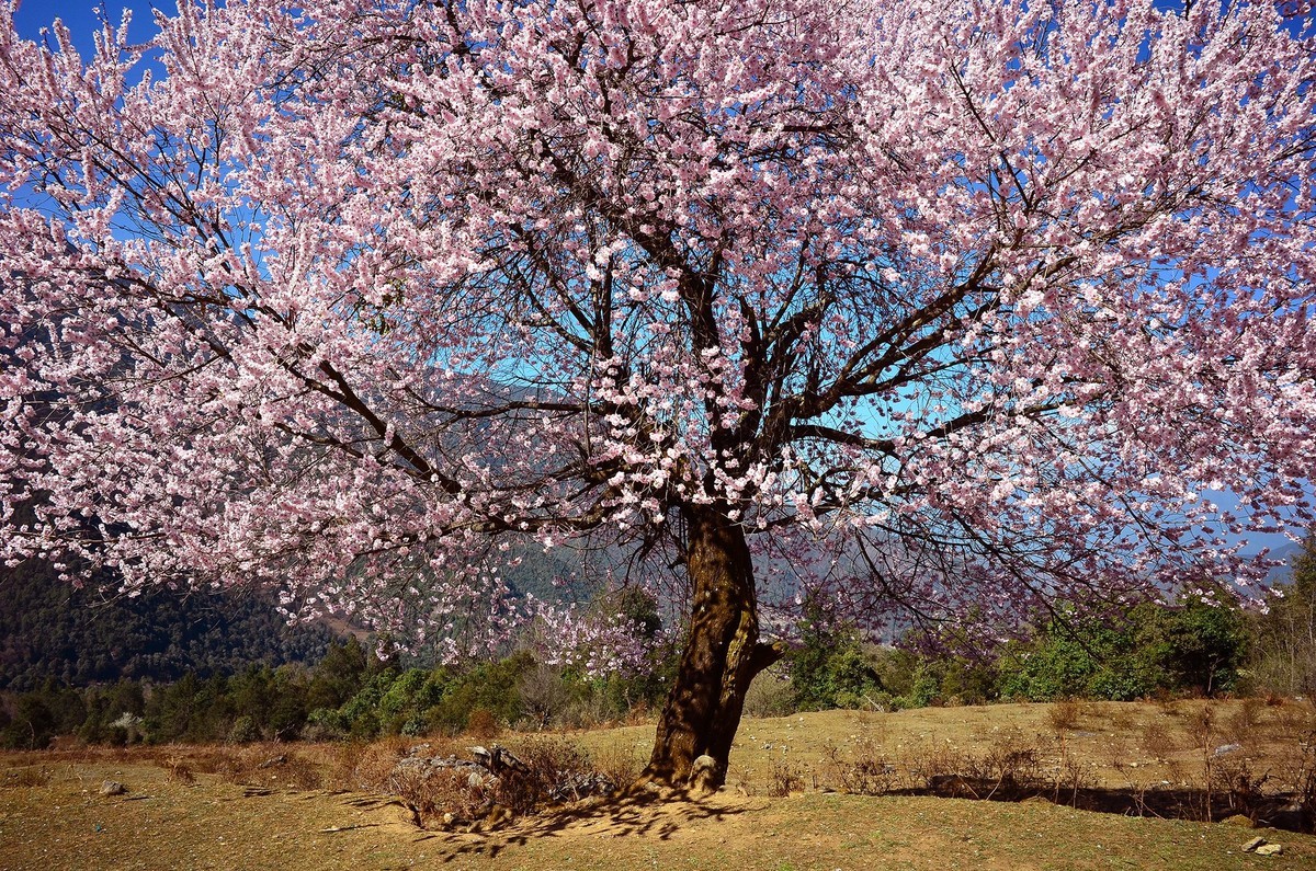 一树桃花一树景