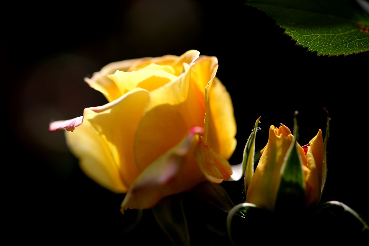 陶然盛开月季花