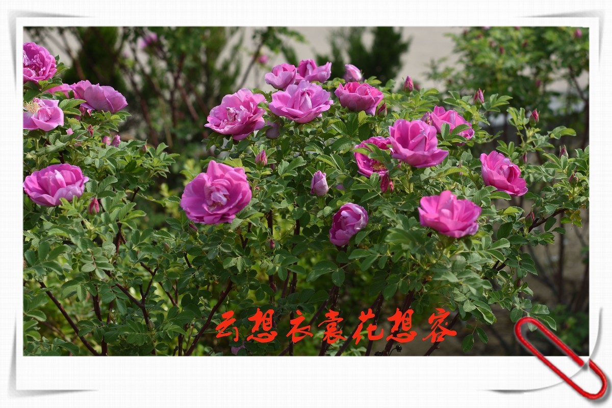尼康50F1.4老手动镜头试镜