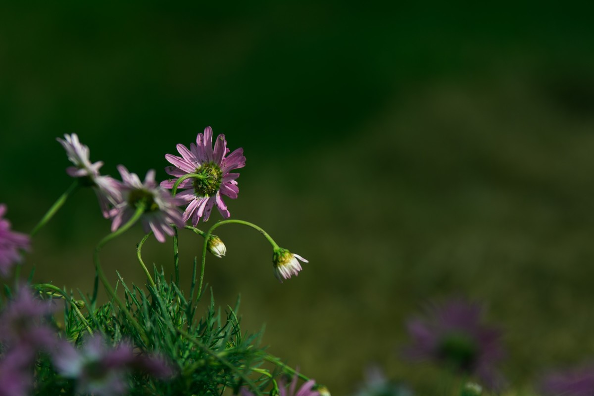 小秋菊