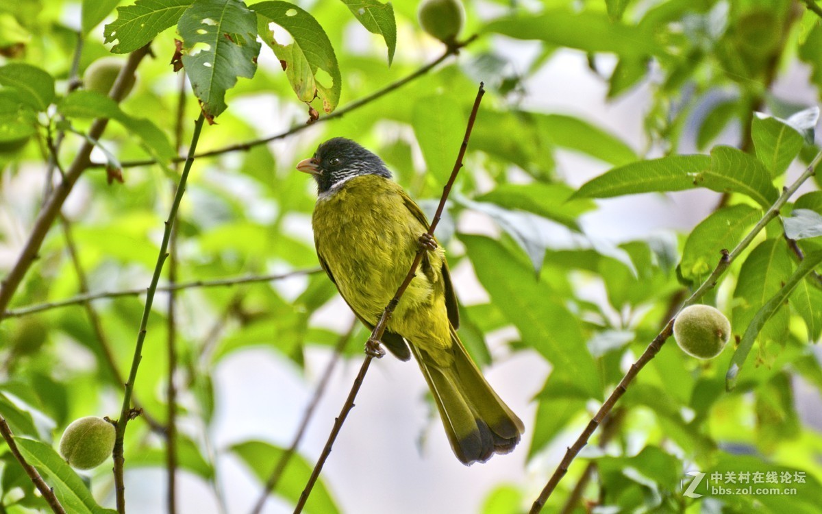 绿鹦嘴鹎