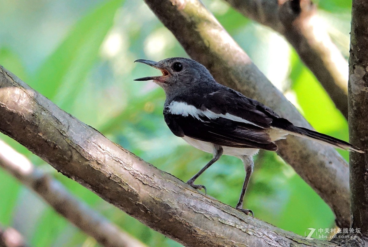 树上的鹊鸲鸟18