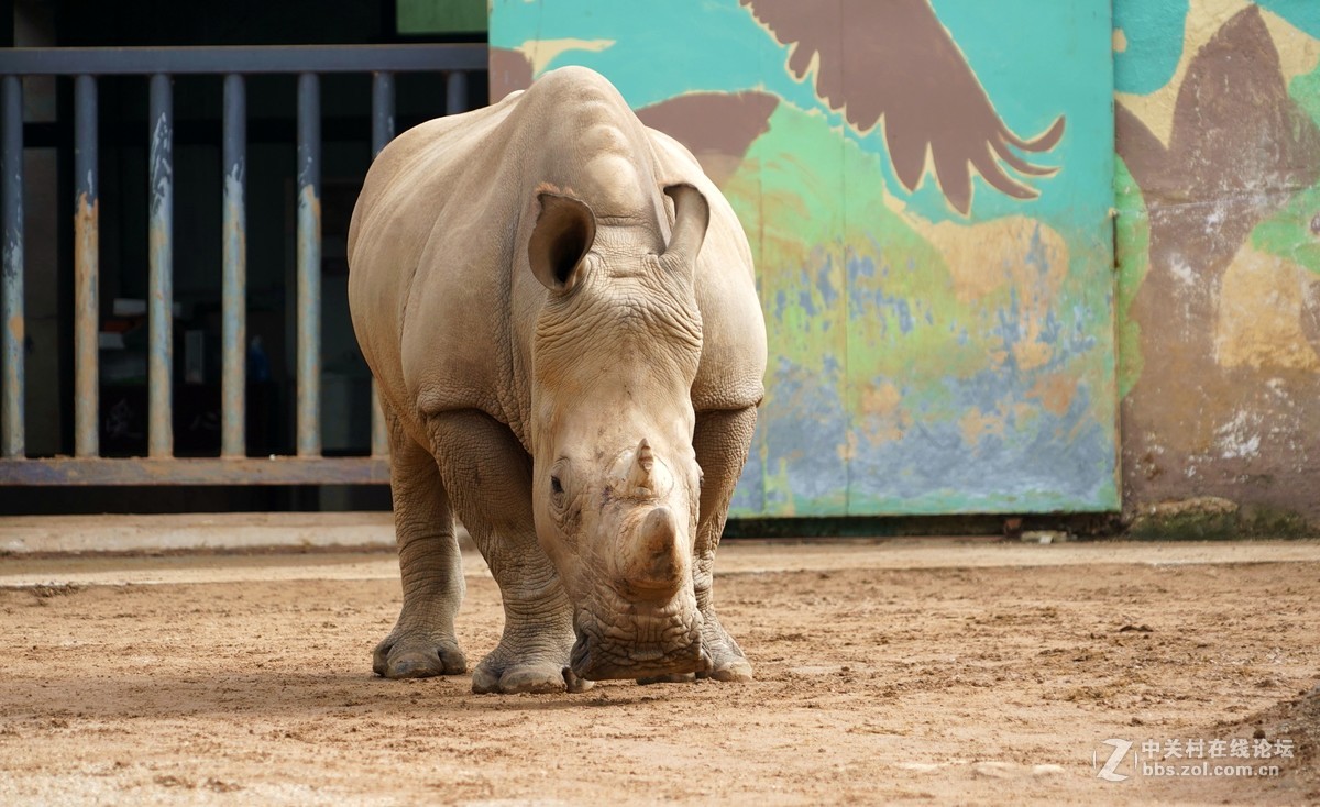 野生動物園一一長勁鹿犀牛