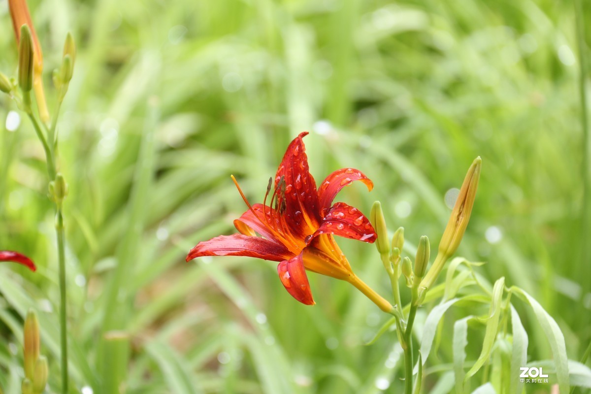 小区随拍萱草花
