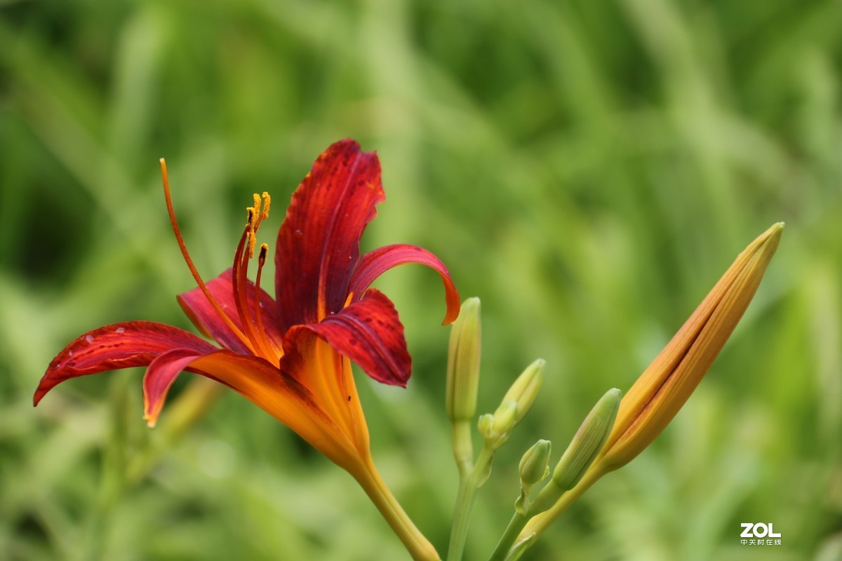 小区随拍萱草花