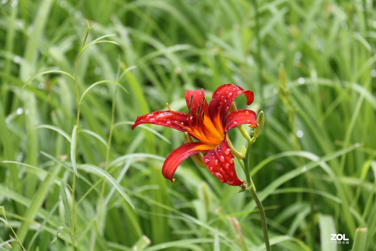 小区随拍萱草花