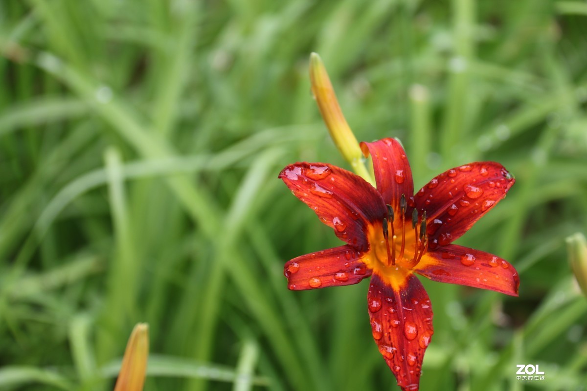 小区随拍萱草花