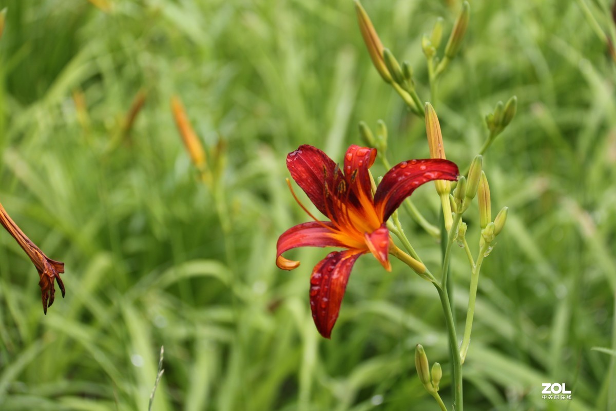 小区随拍萱草花