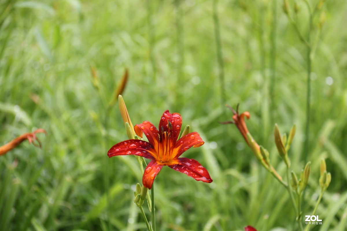小区随拍萱草花