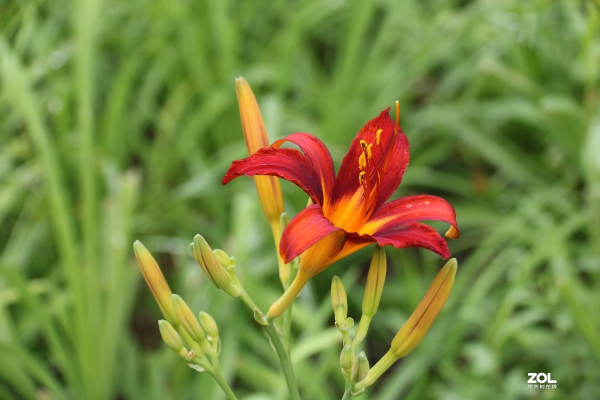 小区随拍萱草花