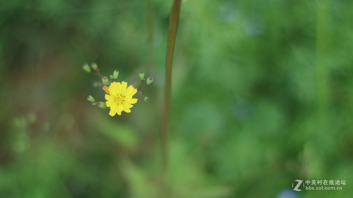 EOSM3转永诺的50-1.8 试镜-乱拍-直出