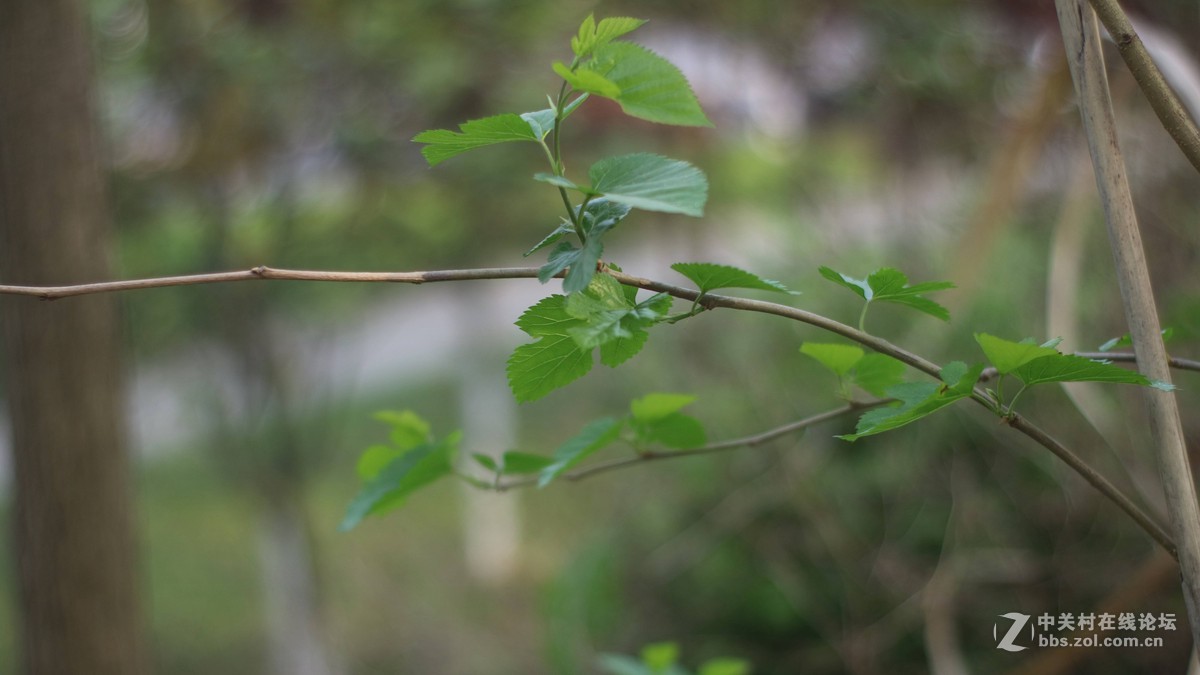 EOSM3转永诺的50-1.8 试镜-乱拍-直出