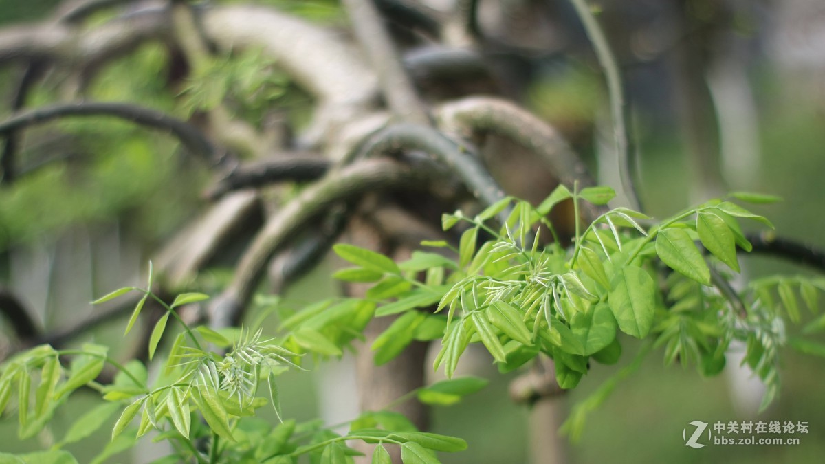 EOSM3转永诺的50-1.8 试镜-乱拍-直出