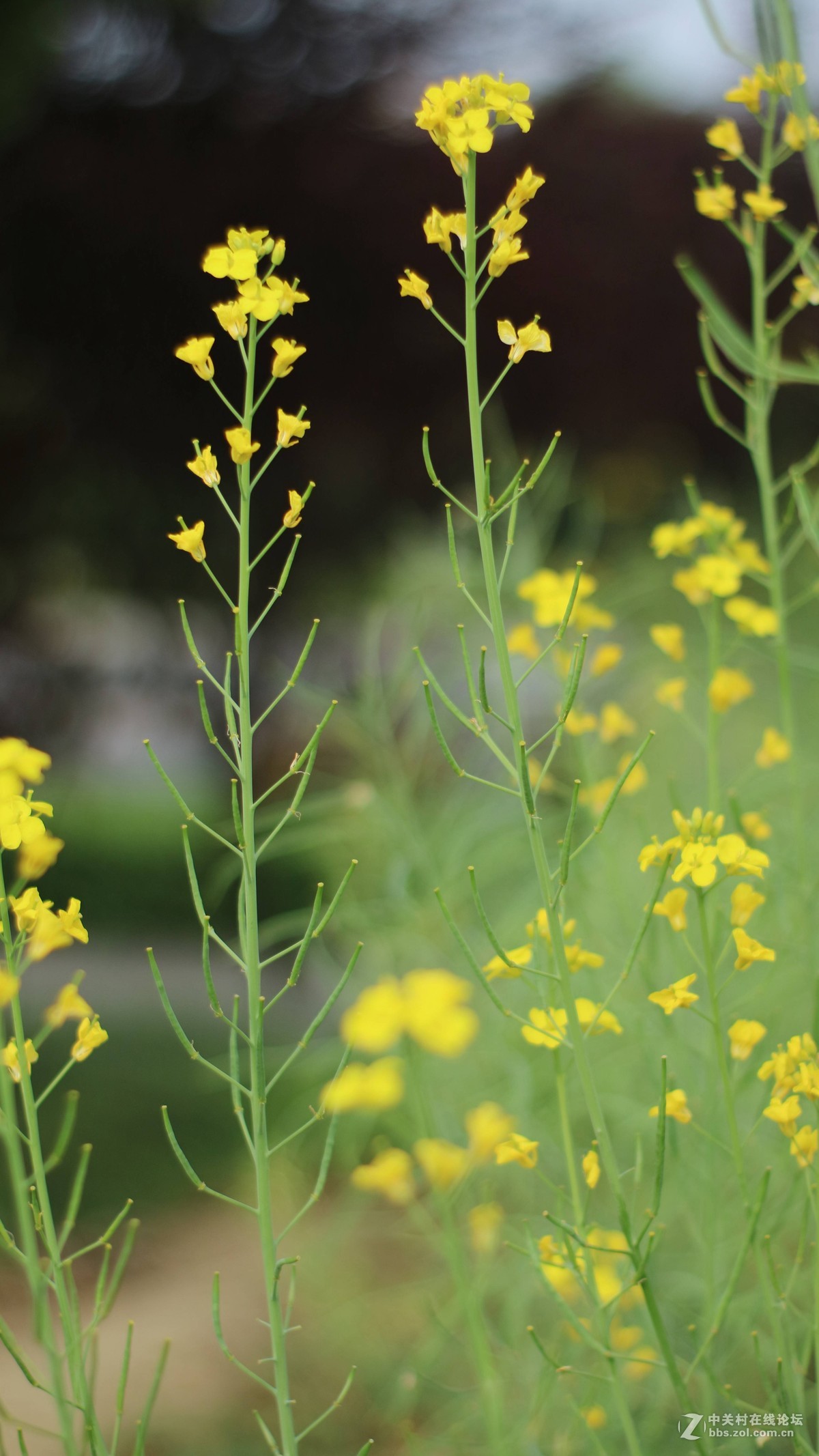 EOSM3转永诺的50-1.8 试镜-乱拍-直出
