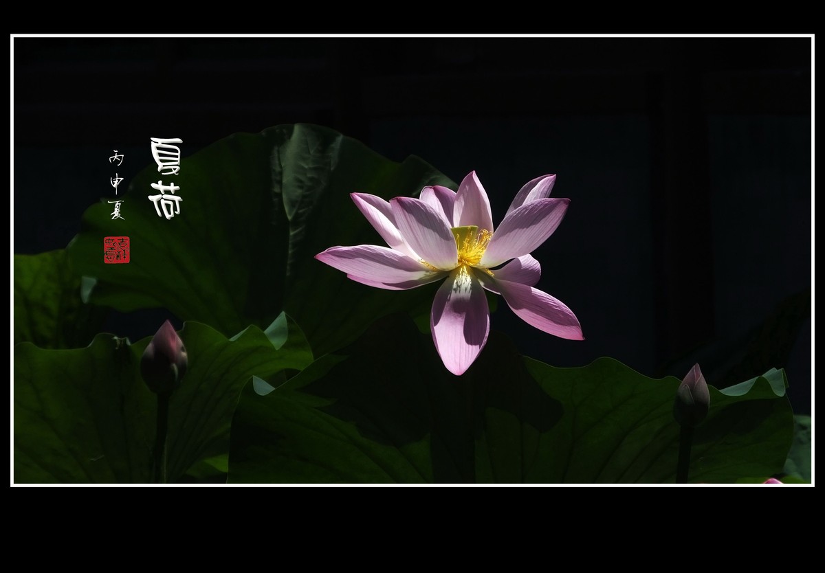 龙潭湖夏荷美