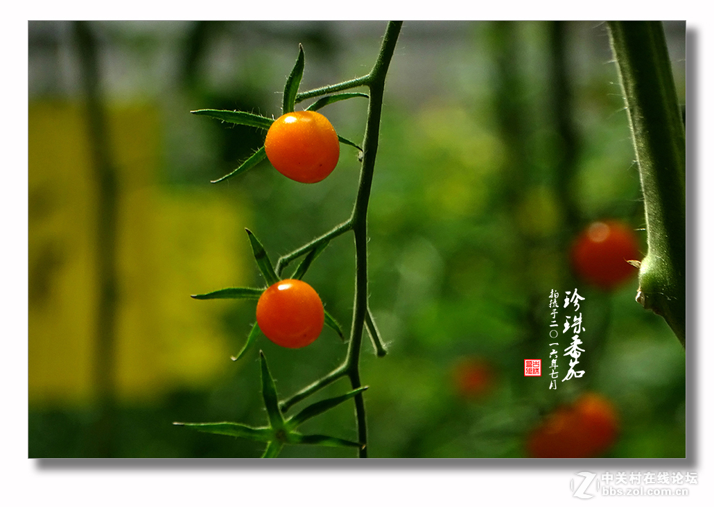 【 珍珠番茄 】