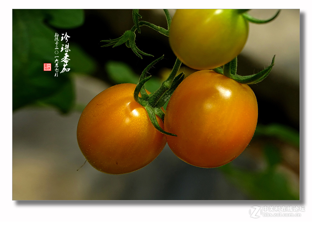 【 珍珠番茄 】