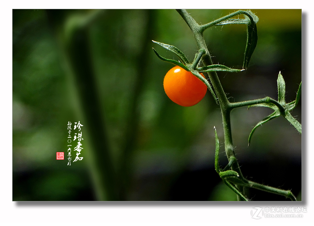 【 珍珠番茄 】