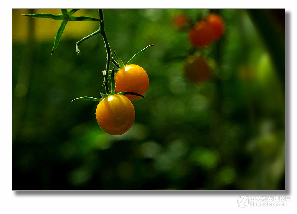 【 珍珠番茄 】