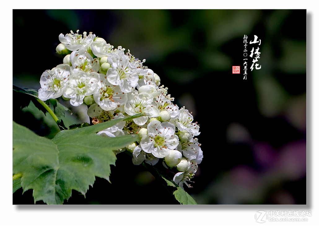 【  五月的 “山楂花” 】