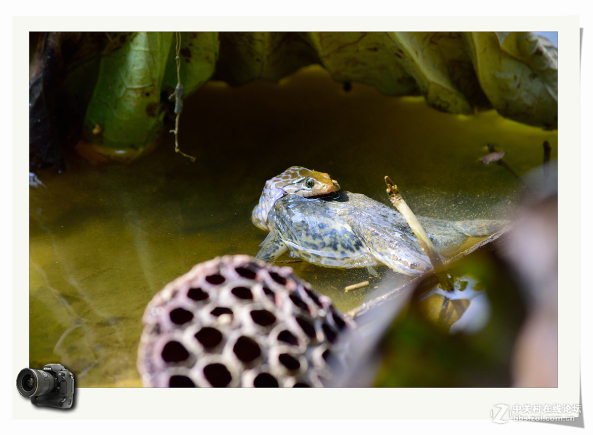 自然法则，弱肉强食！