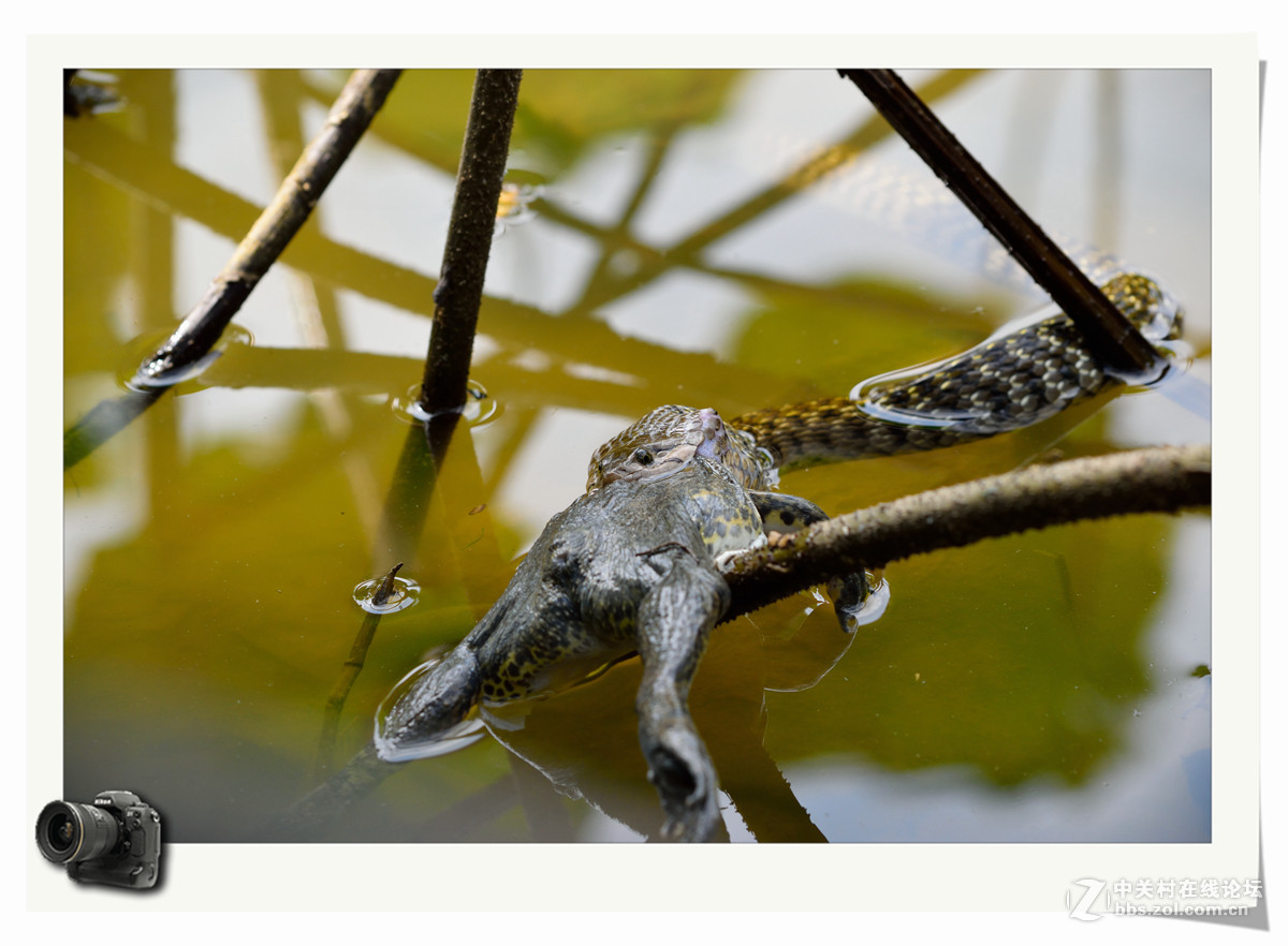 自然法则，弱肉强食！