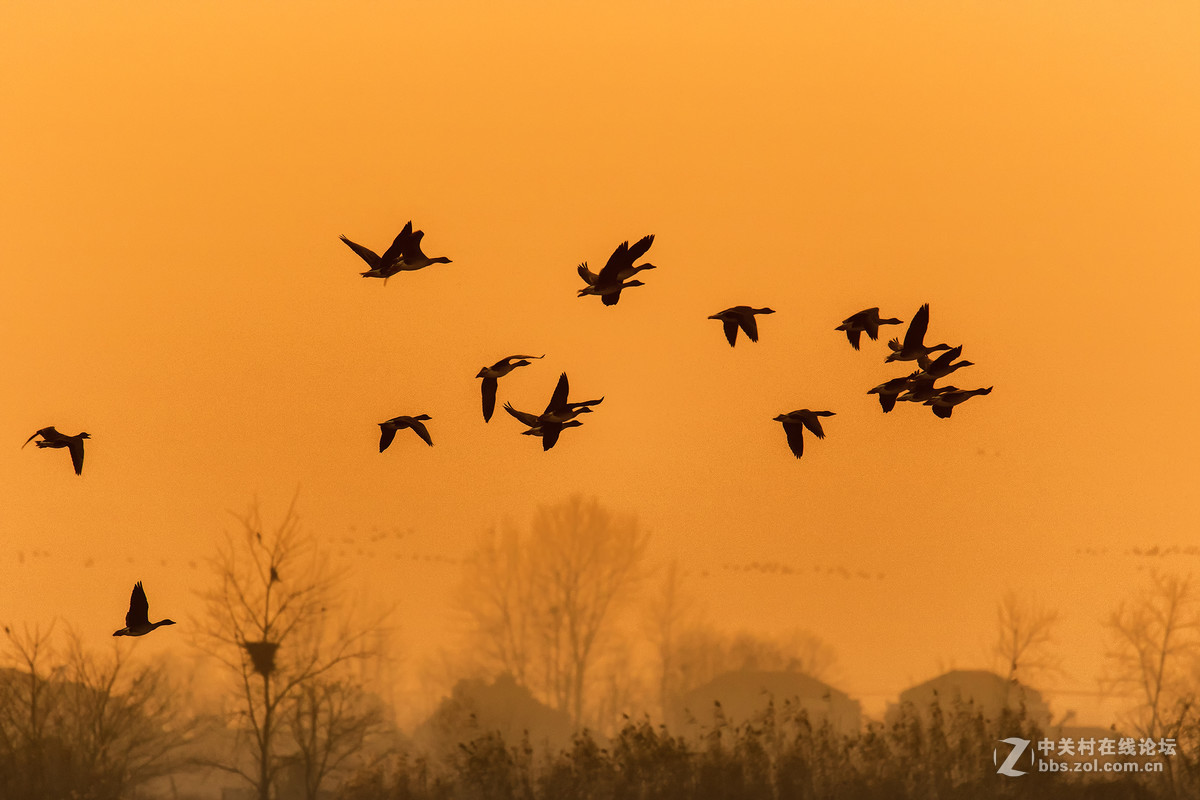 夕阳与飞鸟——G2试拍写意
