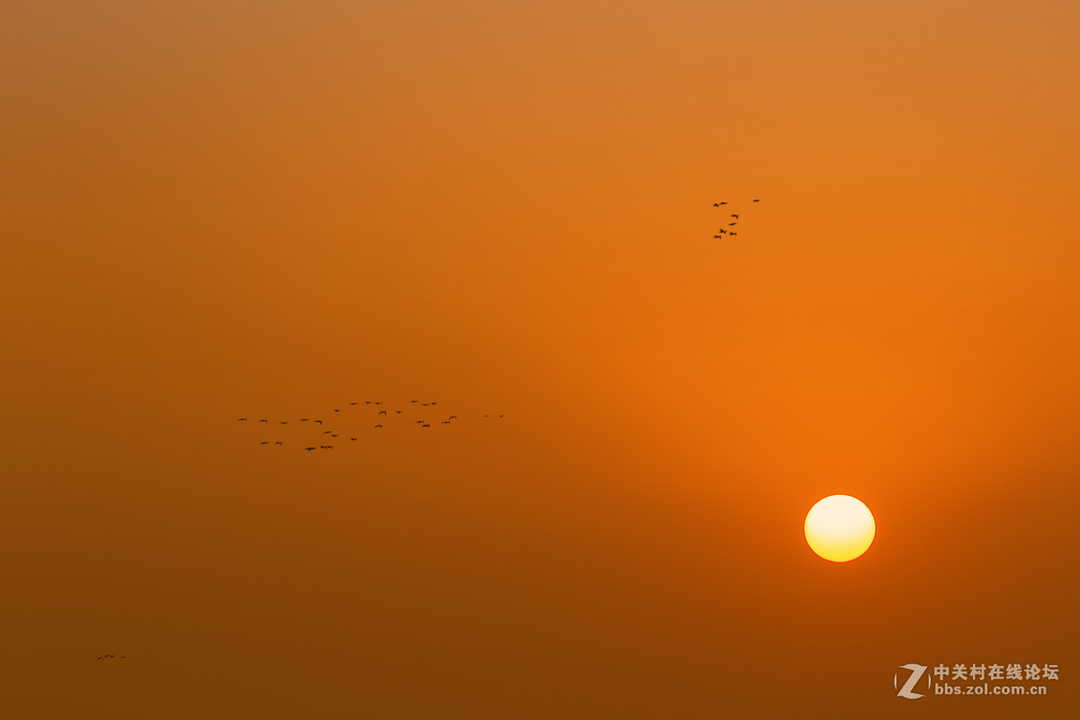 夕阳与飞鸟——G2试拍写意