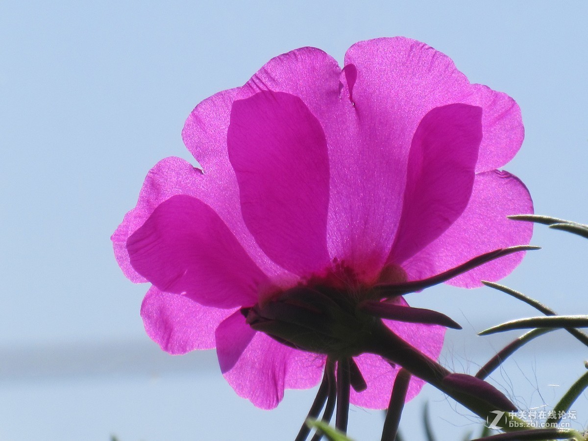 太阳花，装点秋光无限美