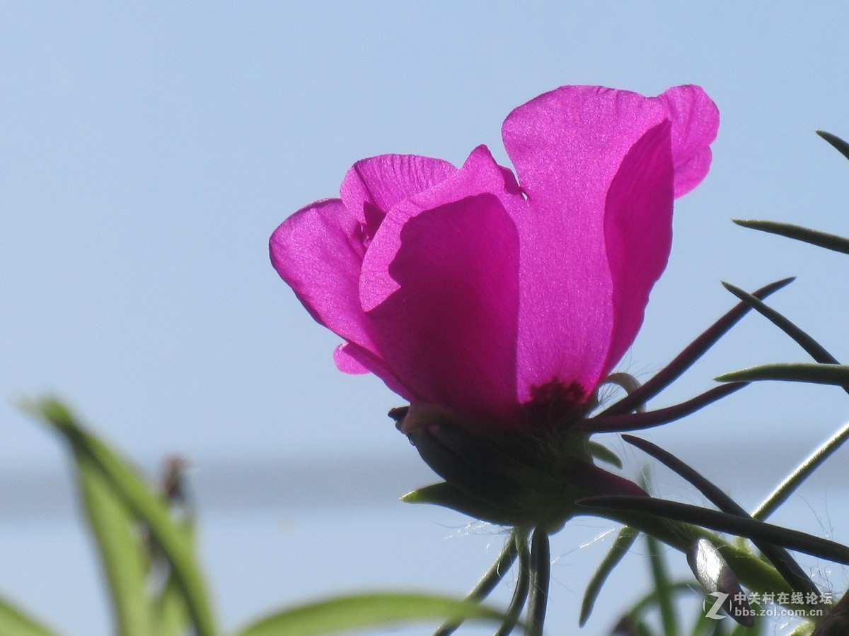 太阳花，装点秋光无限美