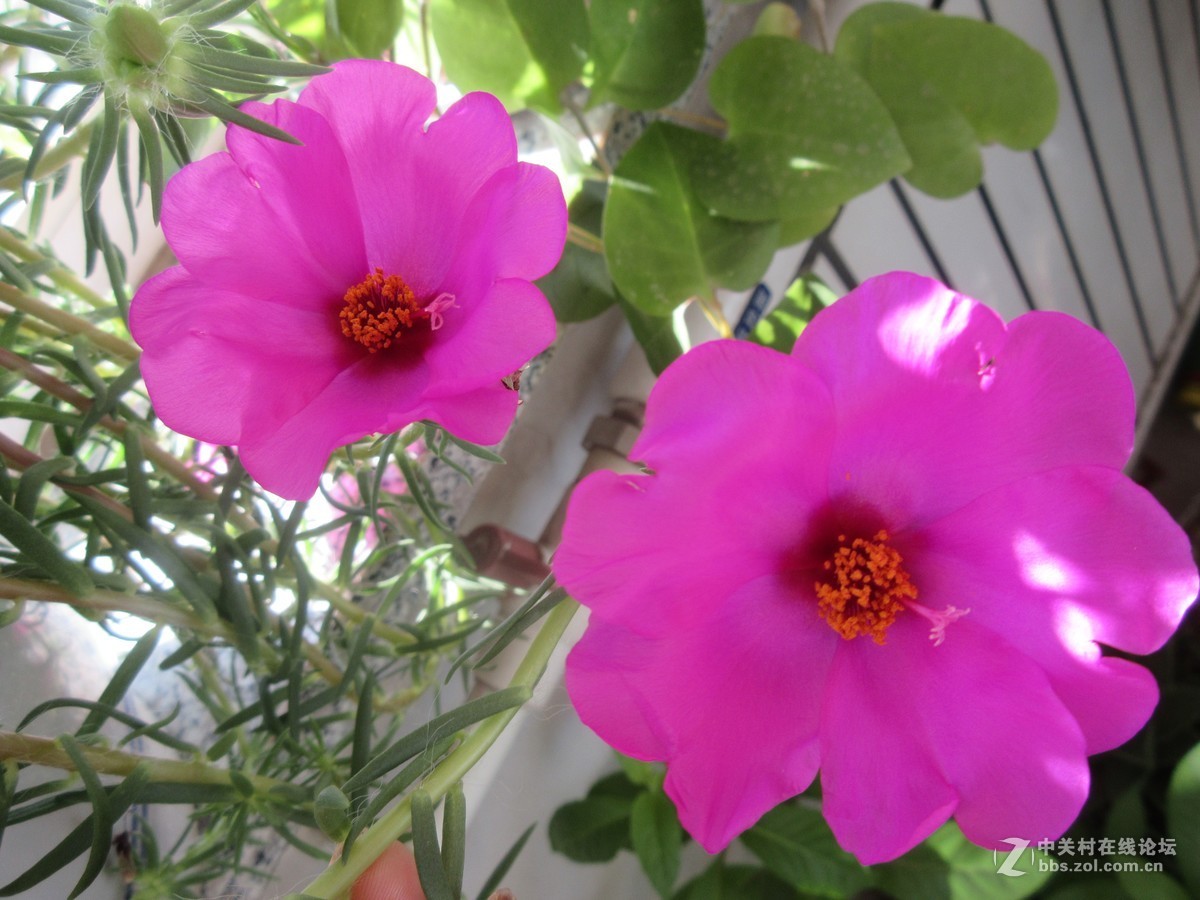 太阳花，装点秋光无限美