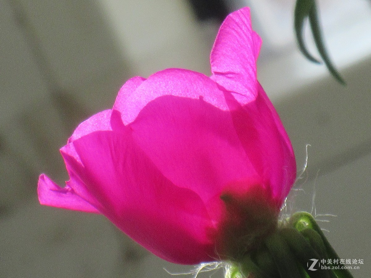 太阳花，装点秋光无限美