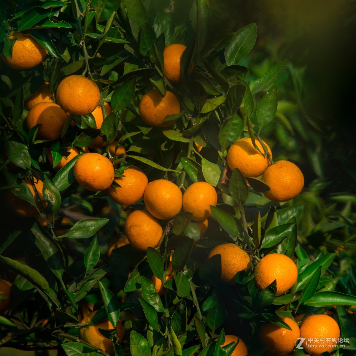 开江县骑龙乡的橘子熟了