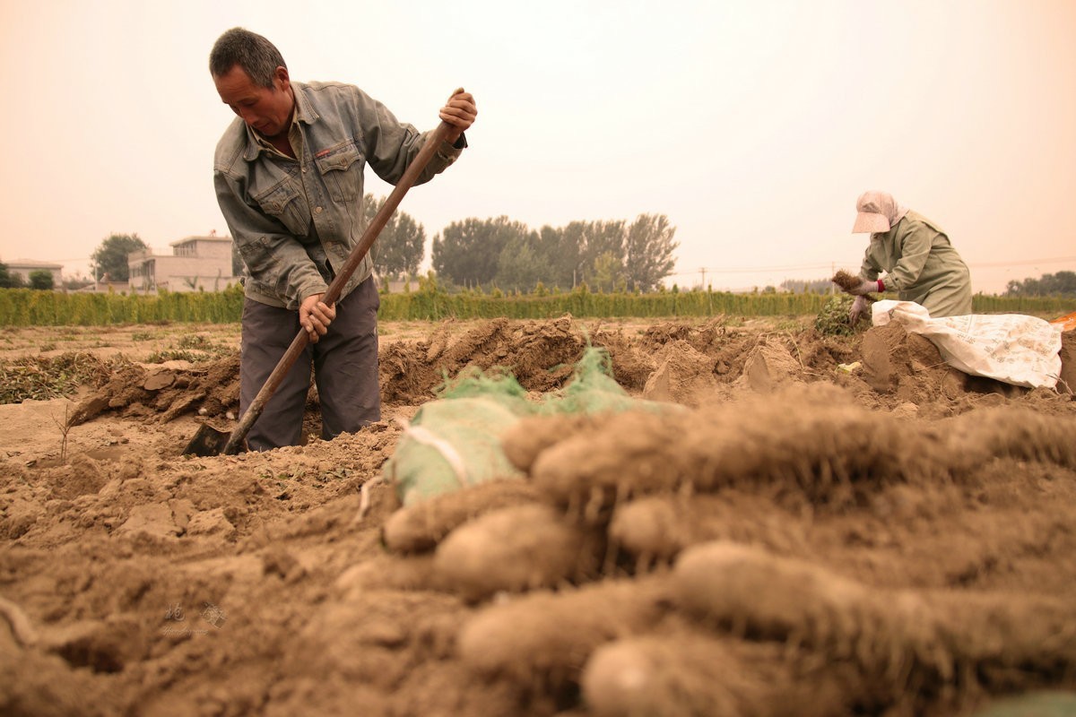 一组劳动纪实：刨白山药